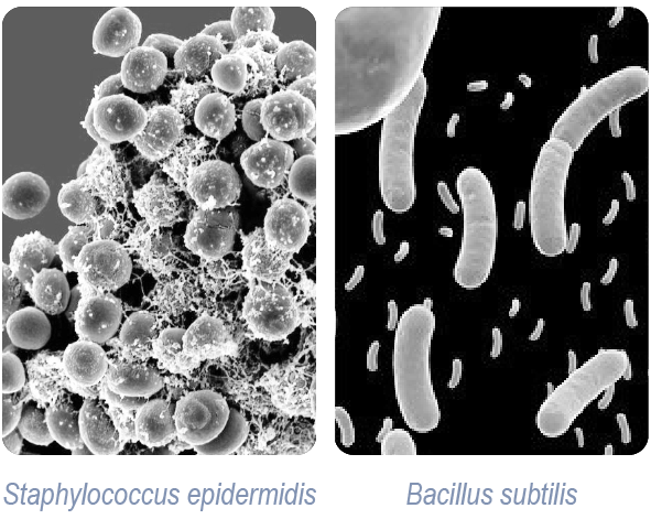 microbes microbes